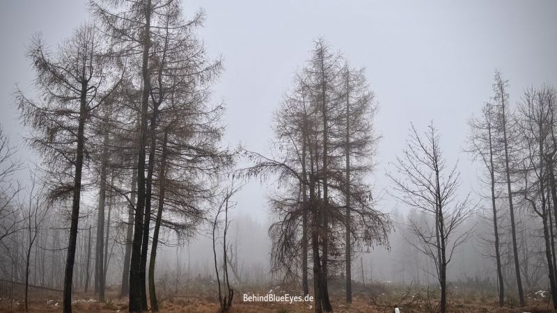 Image for the Tweet beginning: Die Frau im Radio sprach